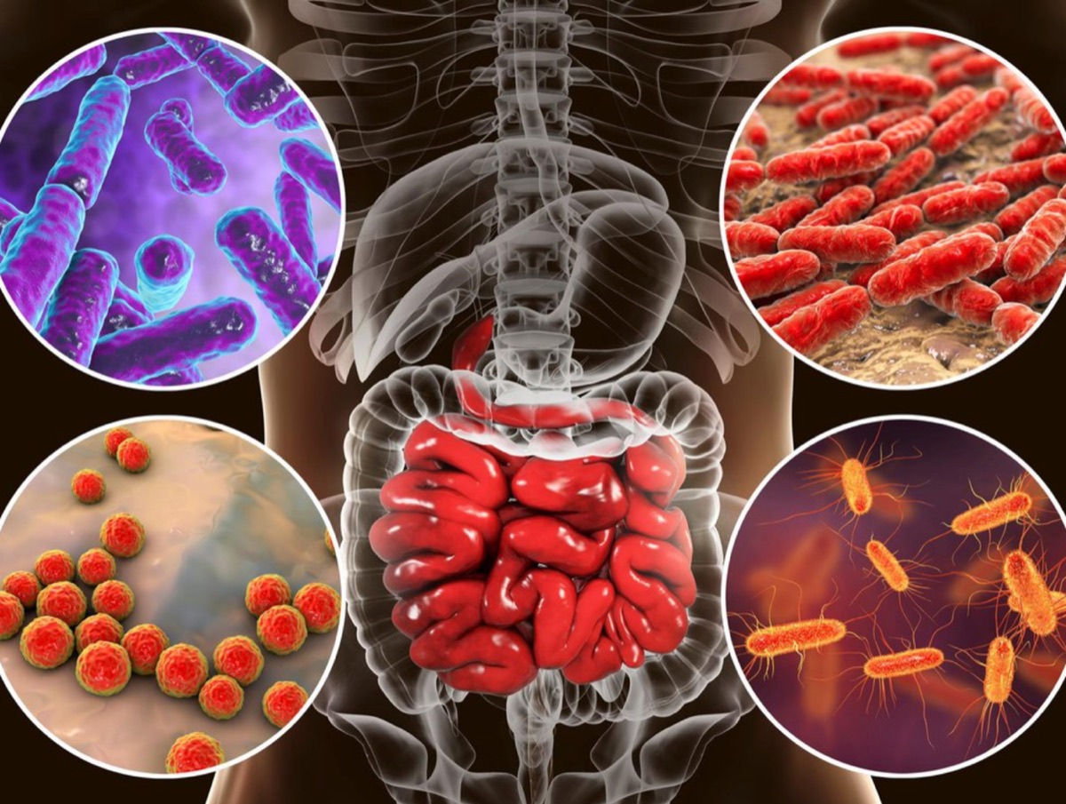 Bactérias intestinais E microbiota: O QUE você precisa saber