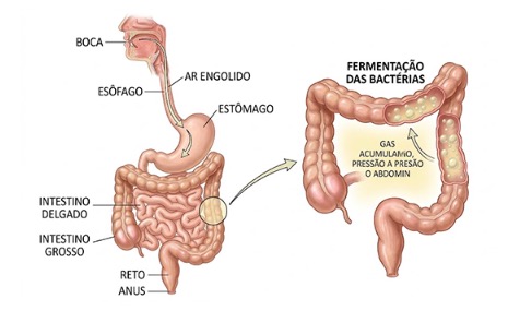 Barriga inchada, entenda o que está por trás do estufamento e como desinchar de verdade