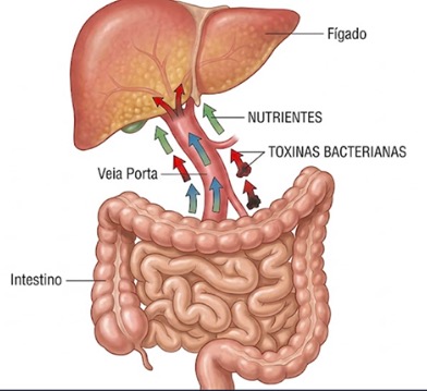 Esteatose hepática: como o fígado gorduroso conversa com o seu intestino
